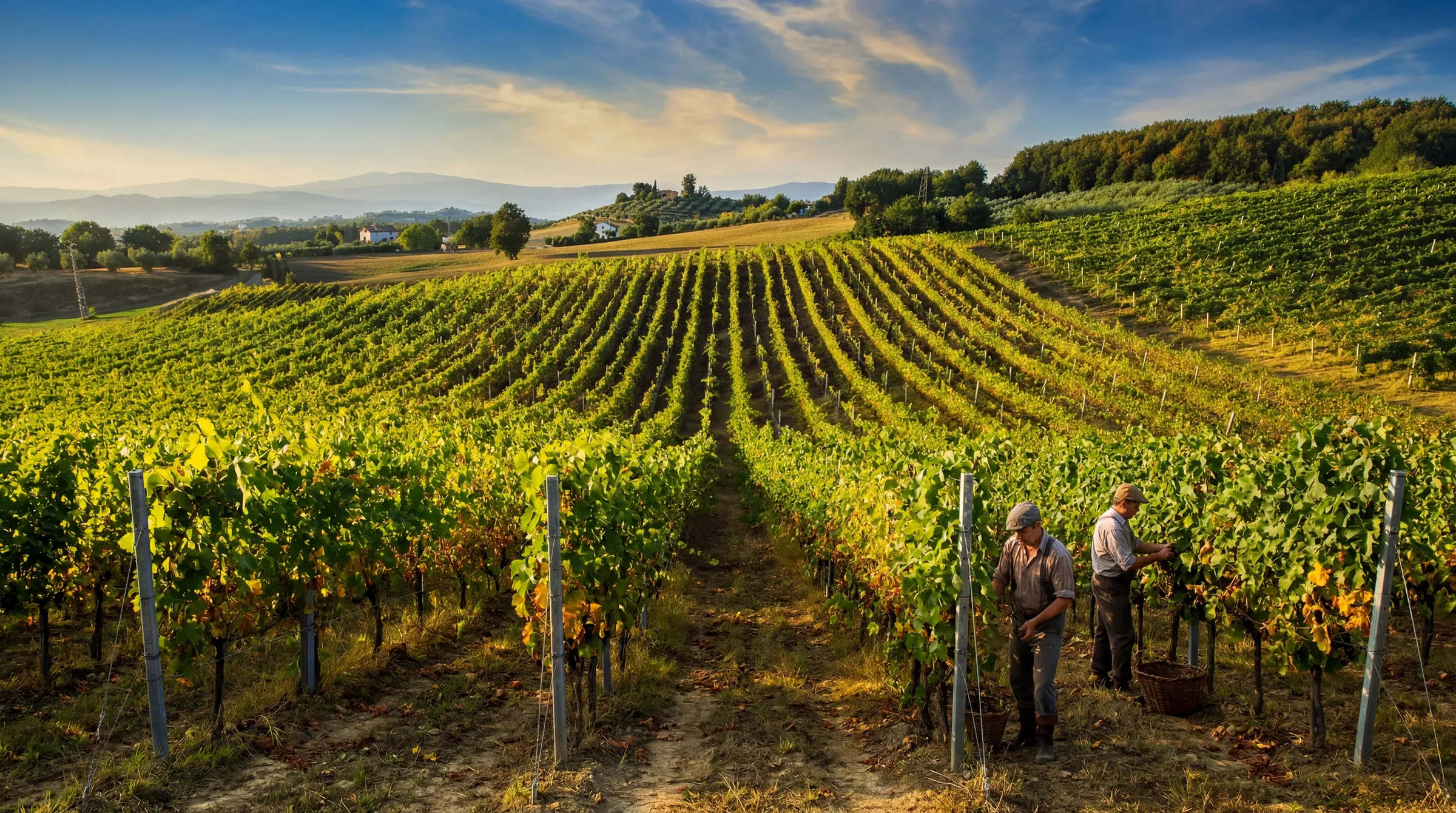 Wineries and vineyards in the Paphos wine region