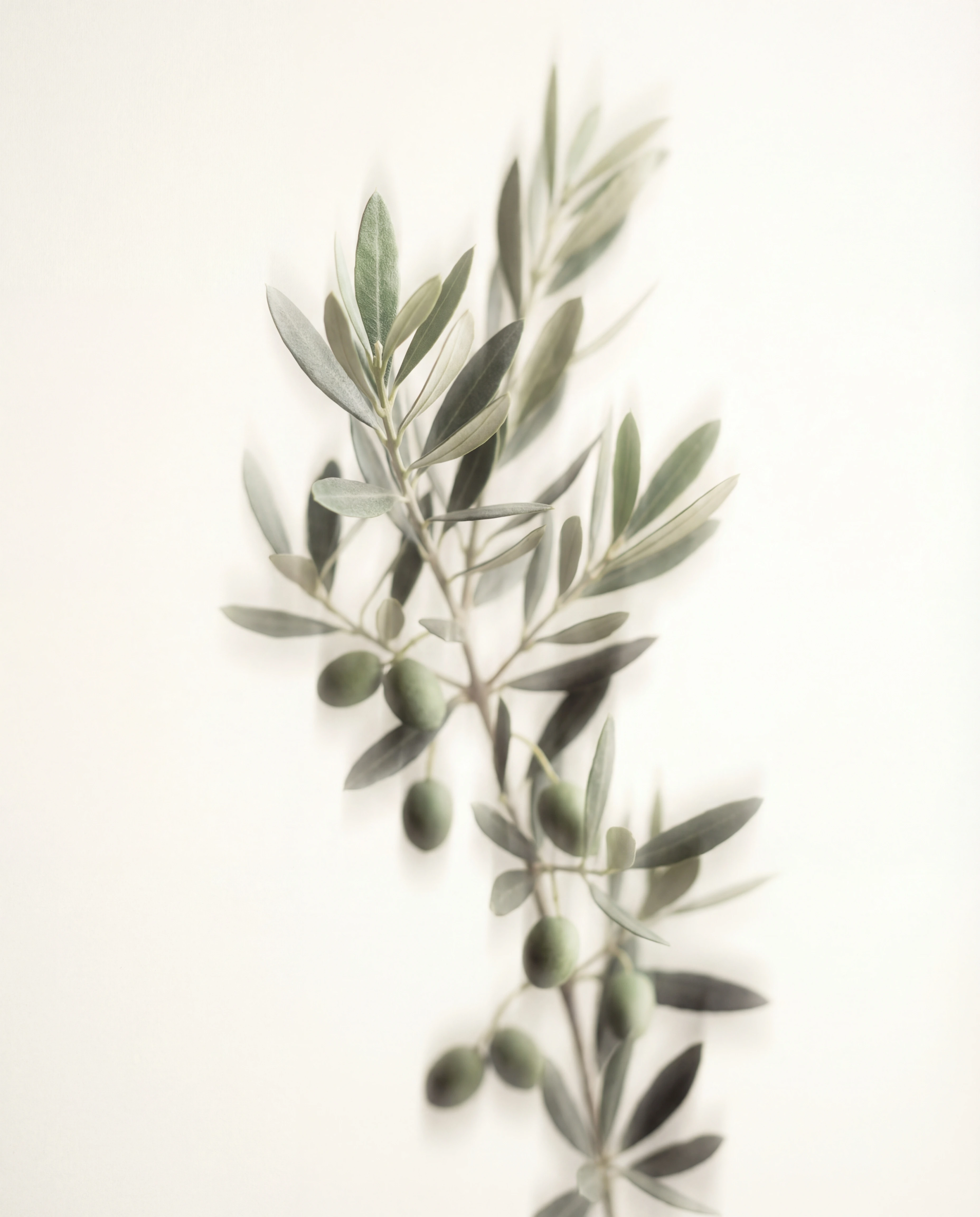 Mediterranean botanicals